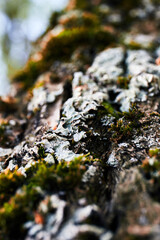 moss on tree