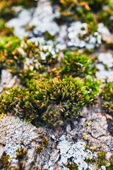 moss on tree