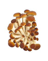 beautiful useful mushrooms honey agarics isolated on white background. color bright photo with clipping path. many mushrooms for poster, print, recipe book