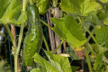 Cucumbers on the vine in off-grid setting