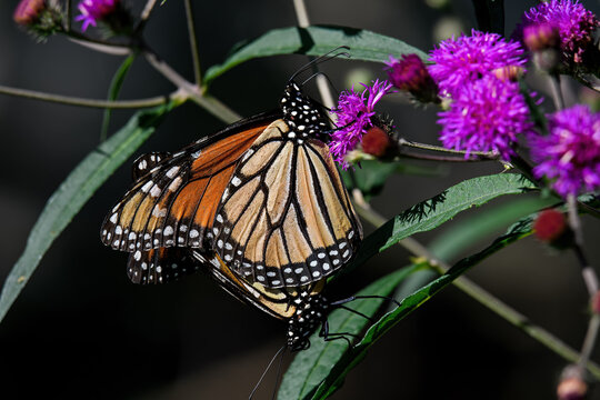 Monarch butterflies mating on ironweed flower. It is a milkweed butterfly and is threatened by habitat loss in the USA. Ironweed a tall, royal purple wildflower that attracts butterflies and bees.
