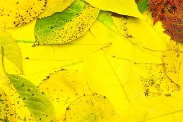 Background from yellow autumn leaves