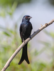 Black drongo.black drongo is a small Asian passerine bird of the drongo family Dicruridae.