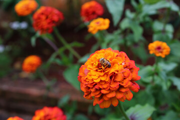 bee on flower