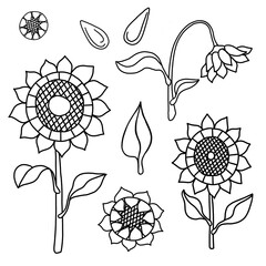 Set of hand drawn sunflowers, seeds and leaves isolated on white background