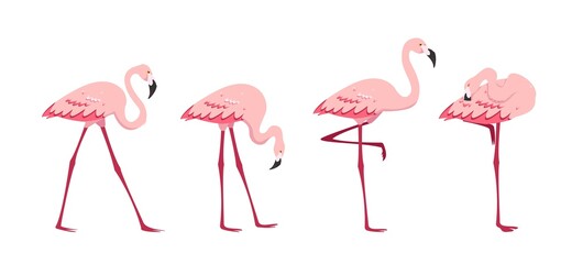 Standing pink Flamingos in different poses isolated