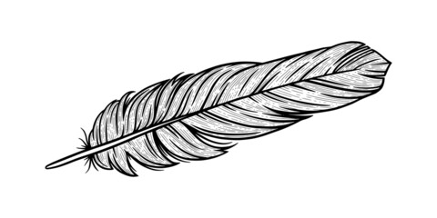 Bird feather sketch. Indian decorative feather isolated in white background. Hand drawn vector illustration