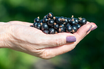 Close-up of black currant berries in the hand of an elderly woman.