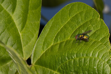 Green fly on green bean leaf