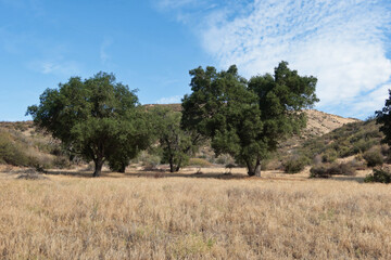 Fototapeta na wymiar Southern California Hills in Summer with Live Oak Trees in a Sea of Dry Grass