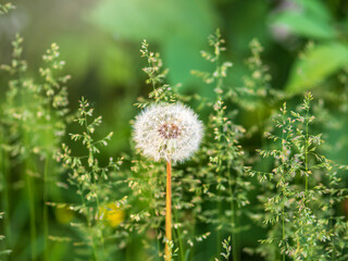 Blowball of Taraxacum plant on long stem. Blowing dandelion clock of white seeds on blurry green background of summer meadow.