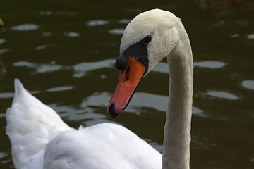 the white swans on the pond in the city park