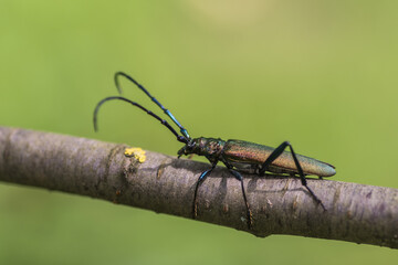 The musk beetle (Aromia moschata) is a Eurasian species of longhorn beetle belonging to the subfamily Cerambycidae, sitting on a tree branch on green blurred background.

