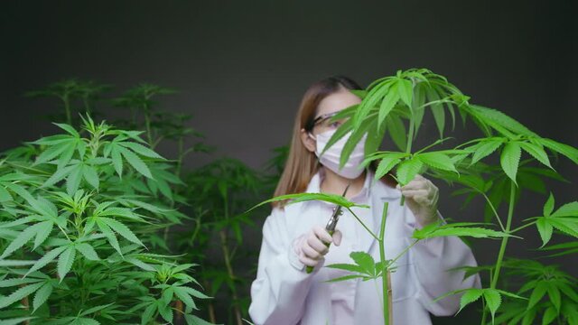 Scientist is trimming or cutting top of cannabis to planning , alternative medicine concept