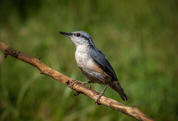 Fototapeta premium The Eurasian nuthatch bird is sitting on a branch in close-up