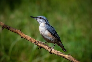 The Eurasian nuthatch bird is sitting on a branch in close-up