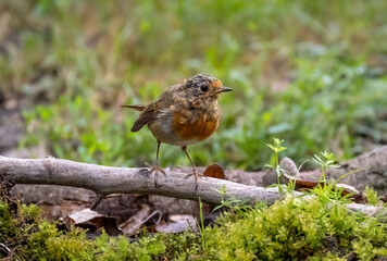 A robin bird is sitting on a branch close-up