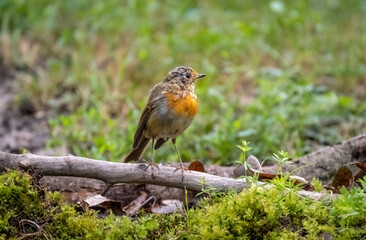 Naklejka na ściany i meble A robin bird is sitting on a branch close-up