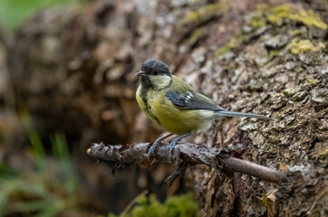 Tit bird sits on a dried tree branch, close-up