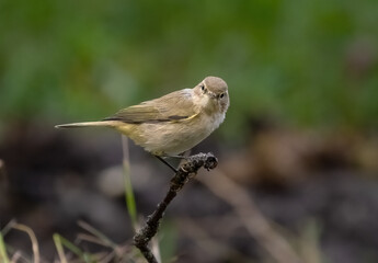 Common chiffchaff bird sitting on a branch close-up