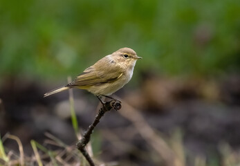 Common chiffchaff bird sitting on a branch close-up
