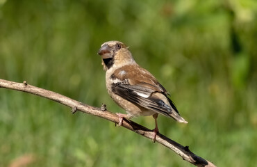 A Hawfinch bird sits on a branch of a dead tree, close-up