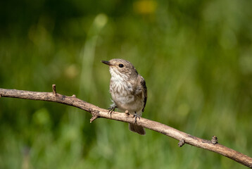 Naklejka na ściany i meble Bird Spotted flycatcher sits on a branch close-up