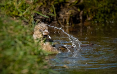 The Hawfinch bird swims in a forest pond with moss-covered banks close-up