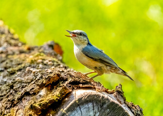 The Eurasian nuthatch bird sits on the trunk of a fallen tree and sings, close-up