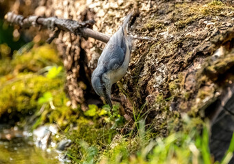 The Eurasian nuthatch bird sits on the trunk of a fallen tree and sings, close-up