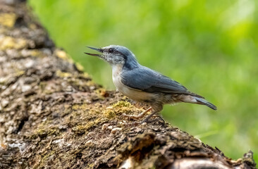The Eurasian nuthatch bird sits on the trunk of a fallen tree and sings, close-up