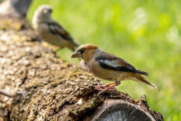 A Hawfinch bird sits on the trunk of a fallen tree, close-up