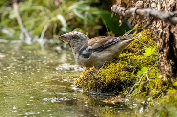 Hawfinch bird on a pond drinking water close-up
