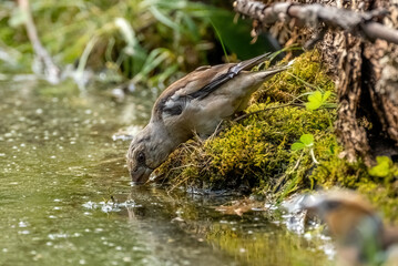 Hawfinch bird on a pond drinking water close-up