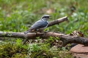 Naklejka na ściany i meble The Eurasian nuthatch bird is sitting on a branch in close-up