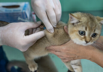 A veterinarian vaccinates a British-bred kitten