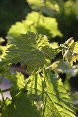 Still life with white wine and grapes
