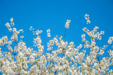 spring flowering of the cherry tree against the blue sky. High quality photo