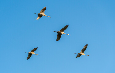 Sandhill Cranes flying overhead at Sweetwater wetland park in Gainesville Florida.