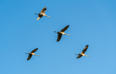 Sandhill Cranes flying overhead at Sweetwater wetland park in Gainesville Florida.