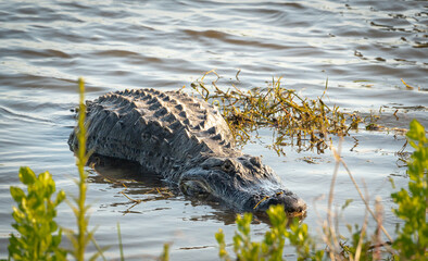 Large wild American Alligator at waters edge in Sweetwater wetlands in Gainesville Florida.