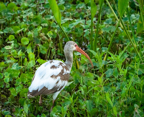Naklejka premium White Ibis hunting snails in reeds at Sweetwater wetlands in Gainesville Florida.