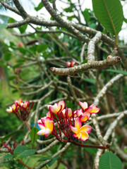 Obraz na płótnie Canvas Frangipani flowers growing on trees in the open air in the garden