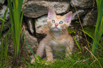 Naklejka na ściany i meble Cute little red kitten playing outdoors. Portrait of a red kitten in the garden. Tabby funny red kitten with green eyes and with big ears. Animal baby theme