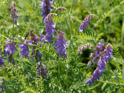 Vesce crace ou vicia cracca &agrave; longs &eacute;pis floraux bleu &agrave; violac&eacute; pourpre au bout de rameaux grimpant aux feuilles &agrave; vrilles s'enroulant &agrave; la v&eacute;g&eacute;tation voisine  