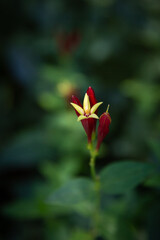 Macro Red and Yellow Indian Pink Flower with Shallow Green Background