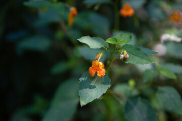 Bright Orange Jewelweed Flower in Sun Dappled Forest