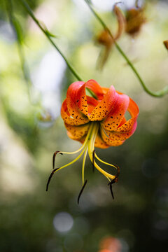 Bright Red Turks Cap Lily With Shallow Background