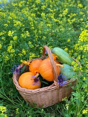 Red pumpkins, green zucchini and blue cornflowers lie in a wicker basket, which stands in green grass and yellow mustard flowers.  