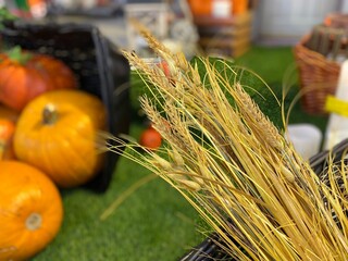 Yellow stalks of cereals against a background of green grass and an overturned basket with red pumpkins.  